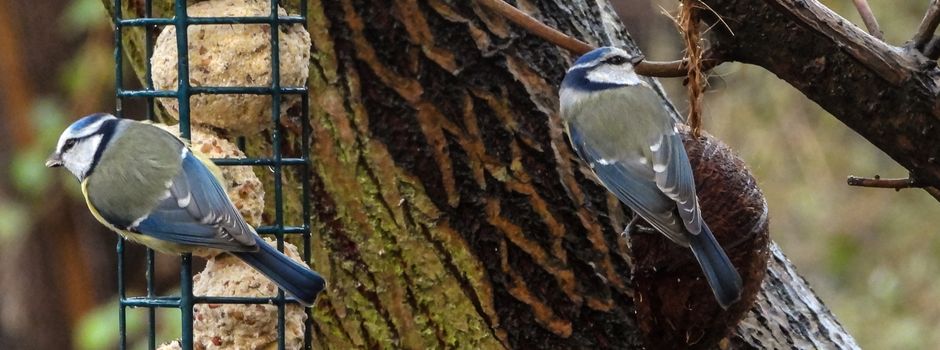 Winterfütterung in Zeiten der Vogelgrippe