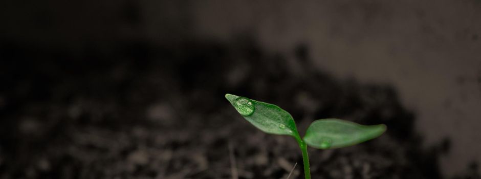 Offenlegung der Ergebnisse der Bodenschätzung infolge Nachschätzung im Flurbereinigungsverfahren (VF2626)