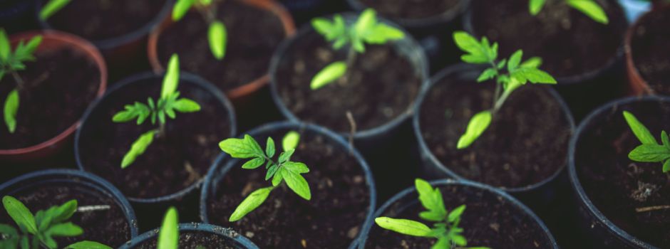 Nachhaltigkeit für Anfänger – 10 Hallo-Tipps