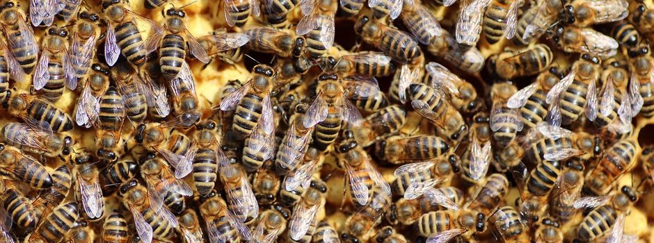 Meldepflicht für Bienenvölker ab 2026