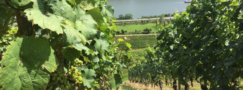 Land Rheinland-Pfalz fördert Ernteversicherungen für Winzer
