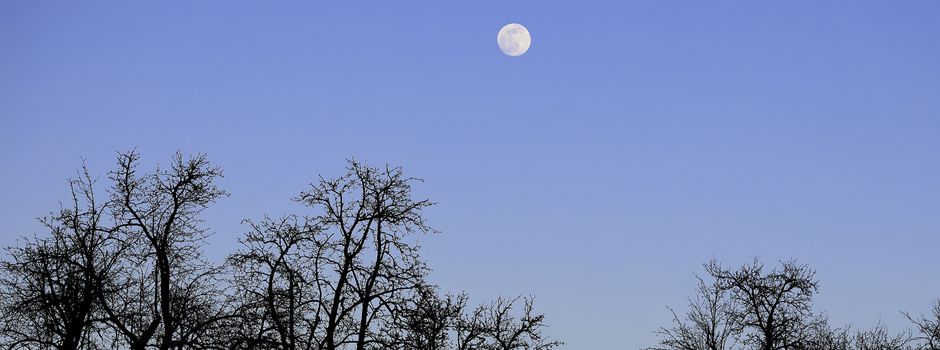 Vollmondwanderung durch den Höpen und die Osterheide