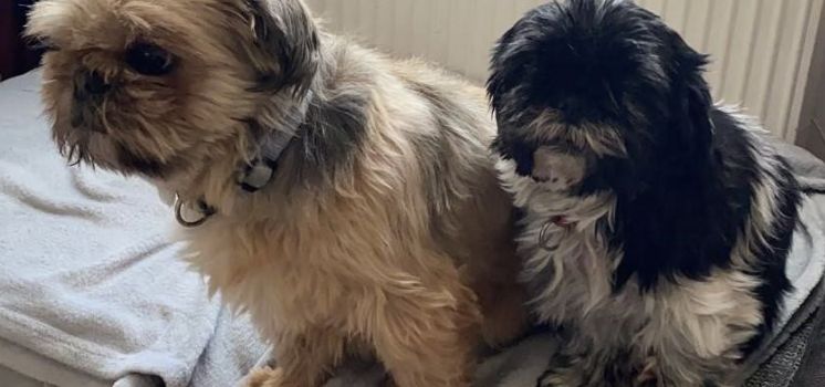 Susi und Lissy suchen ein neues Zuhause.