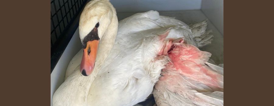 Mainzer Feuerwehr rettet schwer verletzten Schwan