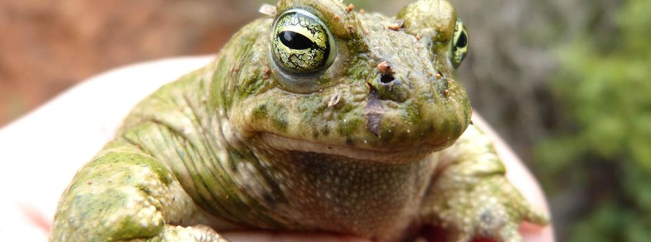 Helfer zum Krötensammeln gesucht