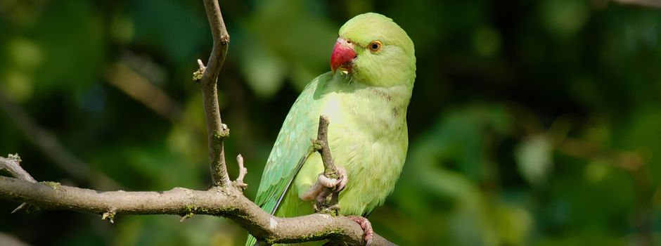 Dürfen in Mainz Bruthöhlen an Häusern verschlossen werden?