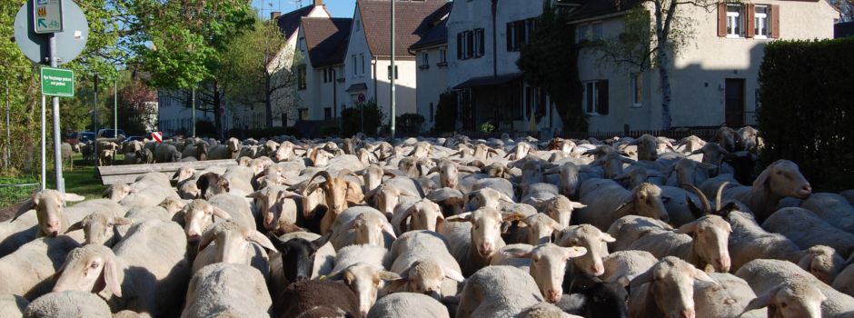 Das Augsburger Lechtal-Lamm: Aus Wolle wird Gartendünger