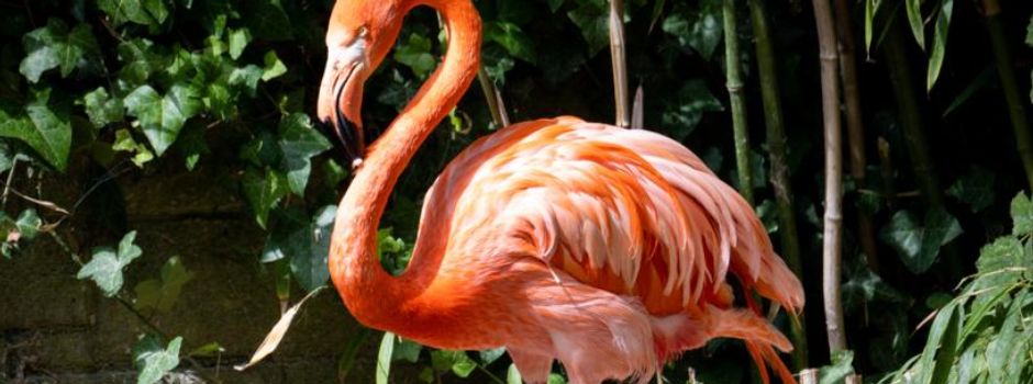 Nach Flamingo-Aus: Kommt nun ein Denkmal im Mainzer Volkspark?