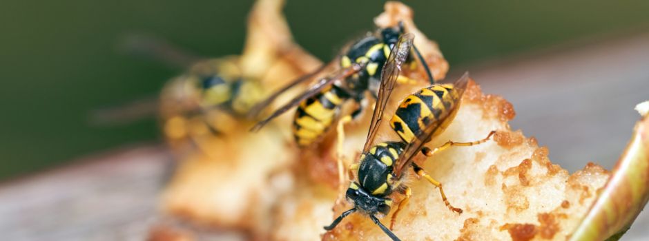 Wespe erschlagen – 5000 Euro Strafe zahlen?