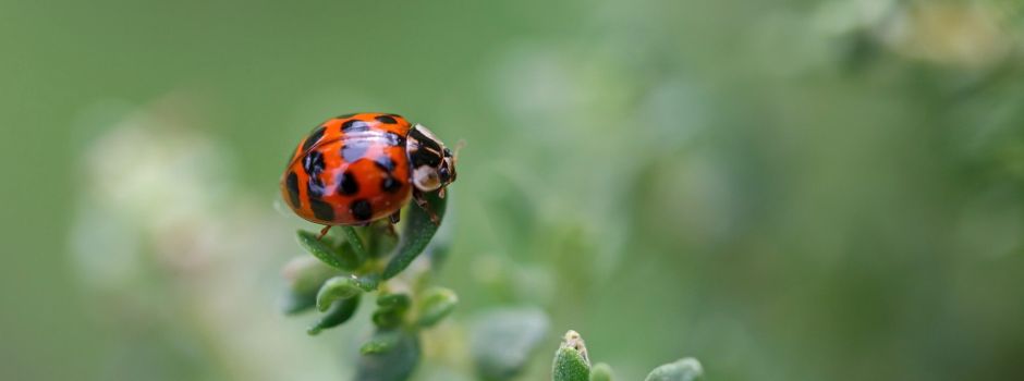 Aktionsmonat Mai Naturerlebnis