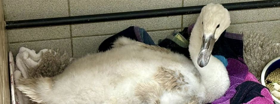 Schwanenjunges in Mainz nach mutmaßlicher Tierquälerei eingeschläfert