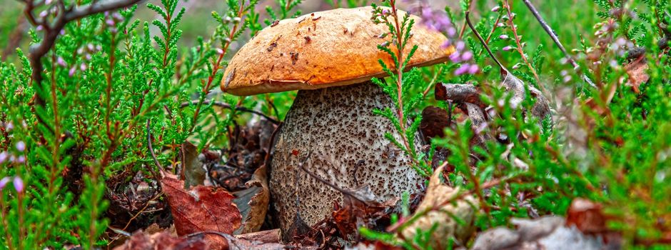 Spannende Entdeckungsreisen in die Welt der Pilze