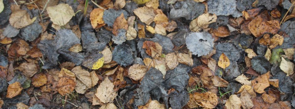 Grünschnitt kann kreisweit kostenfrei entsorgt werden  