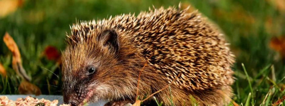 Wassermangel: Wildtiere drohen zu verdursten