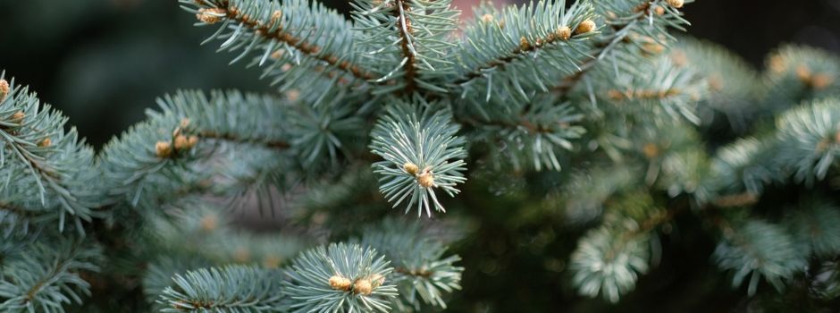 Abholung und Entsorgung der Weihnachtsbäume