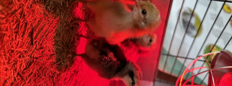 Die Hühnchen sind los 🐣