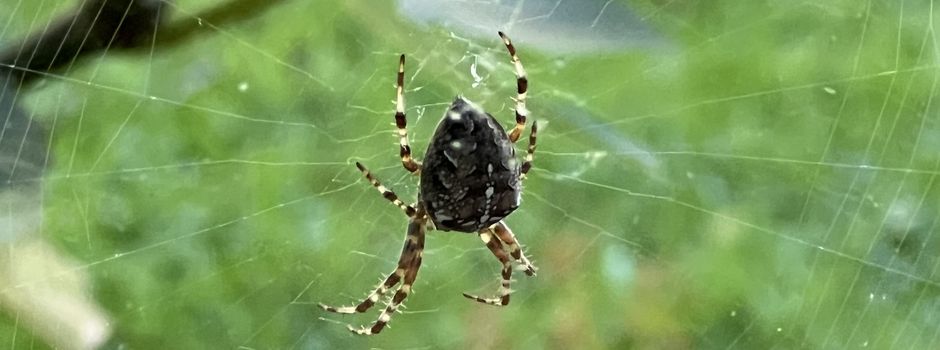 Esskastanien - als tierfreundliche Abschreckung gegen Spinnen