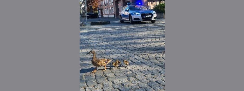 Geleitschutz: Hier watschelt eine Entenfamilie durch die Mainzer City