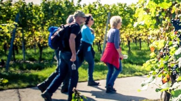 Wandern, Wein und geistliche Impulse – Auf Luthers Spuren durch Rheinhessen