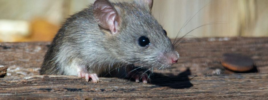 Kita in Neuwied muss wegen Mäusen schließen