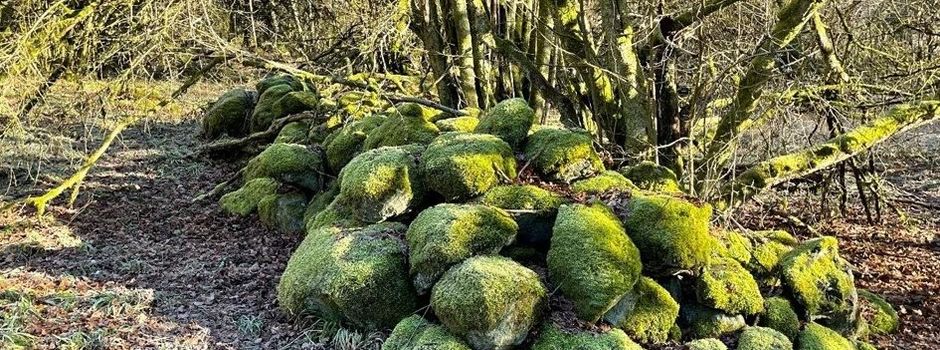 Projekt „Huteweide“ geht in die zweite Phase