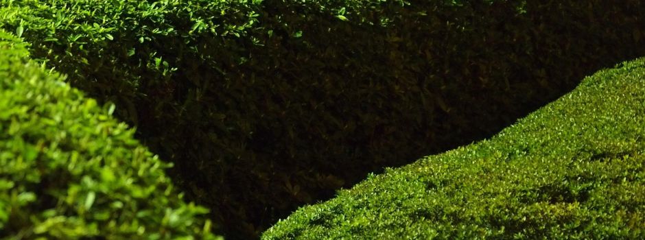 Buchsbaumzünsler darf in den Biomüll