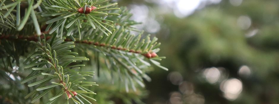 Weihnachtsbaumverkauf