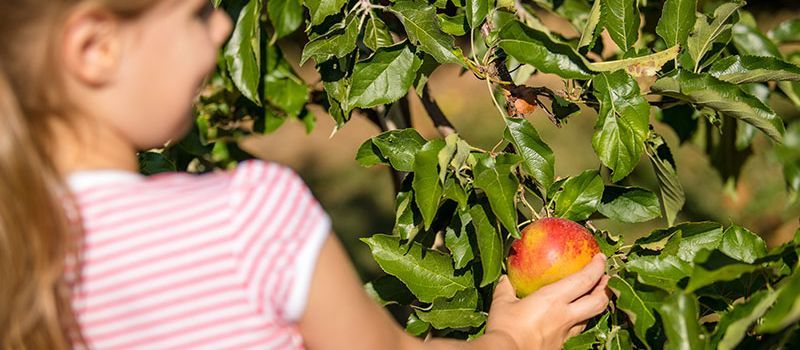 Hier könnt ihr Äpfel in Mainz selbst pflücken