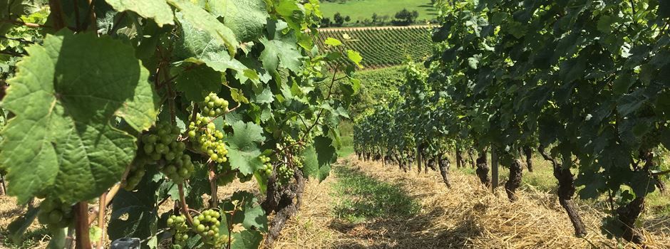 Nachhaltig wirtschaften im Weinbau – Zertifizierungsförderung startet