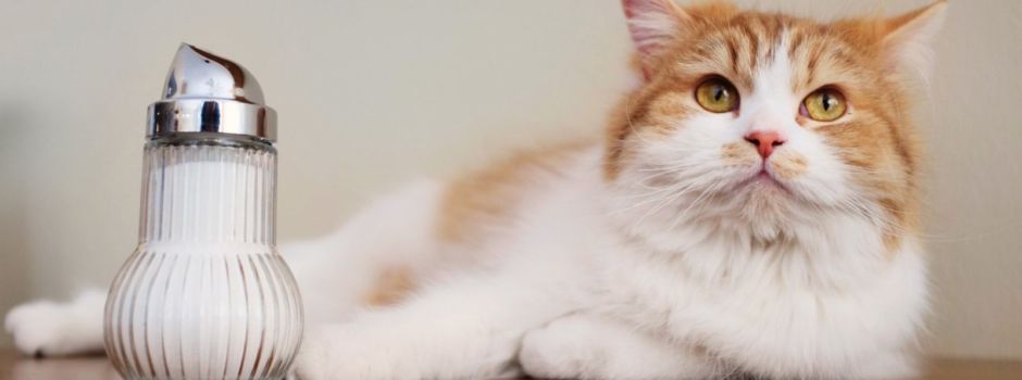 Ein Katzentempel für Augsburg