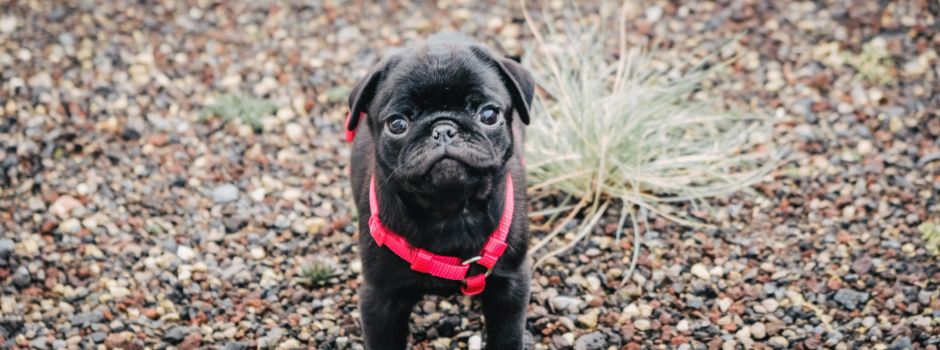 Dieser Mainzer Mops ist ein Social Media-Star