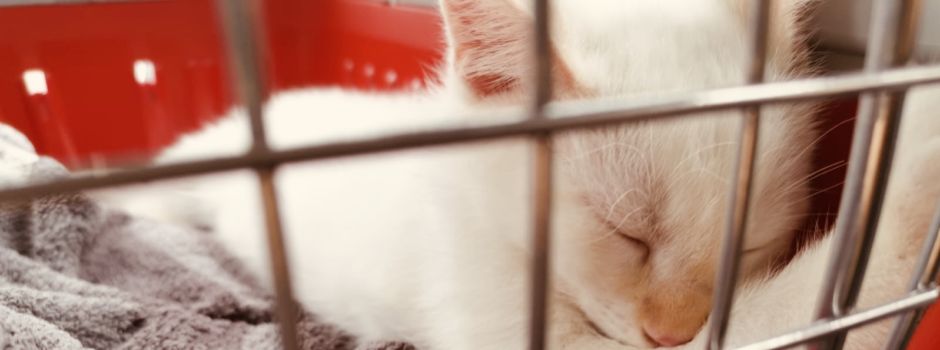 Ihr habt abgestimmt: Die tollste Katze Niederkassels 2020