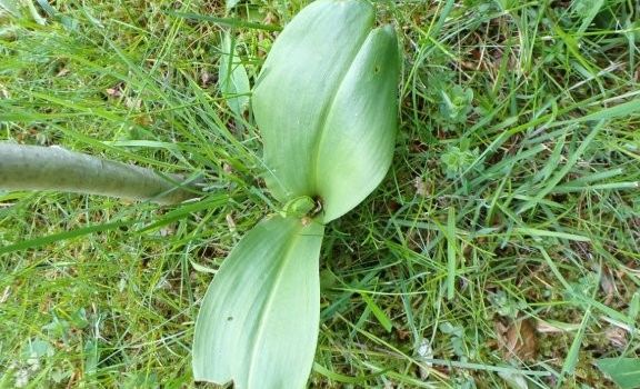 Orchideen auf dem Friedhof
