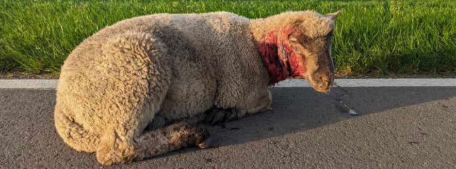 Erneuter Wolfsangriff auf Schafe in Kranenburg