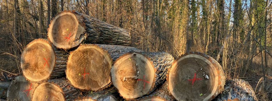 Holzbewerber