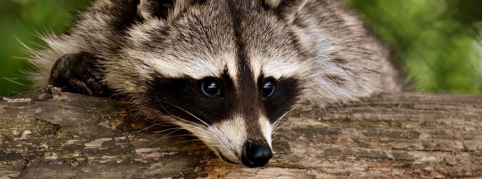 Waschbären in Harmstorf – Hinweise der Harmstorfer Jäger