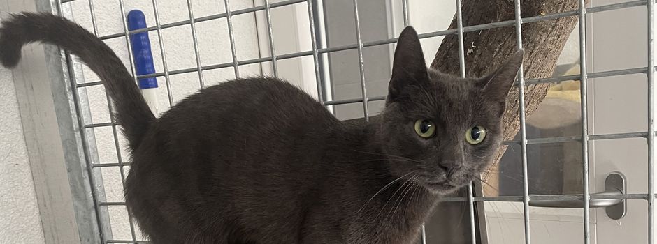 Wem gehört dieser Kater?
