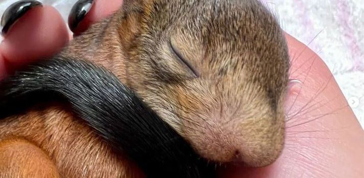 Mainzer Tierheim: Viele Tierkinder kommen im erbärmlichen Zustand