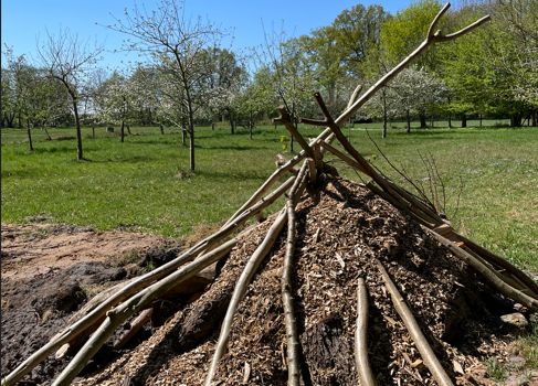 Von Streuobstwiesen, Baumpilzen und totholzbesiedelnden Käfer