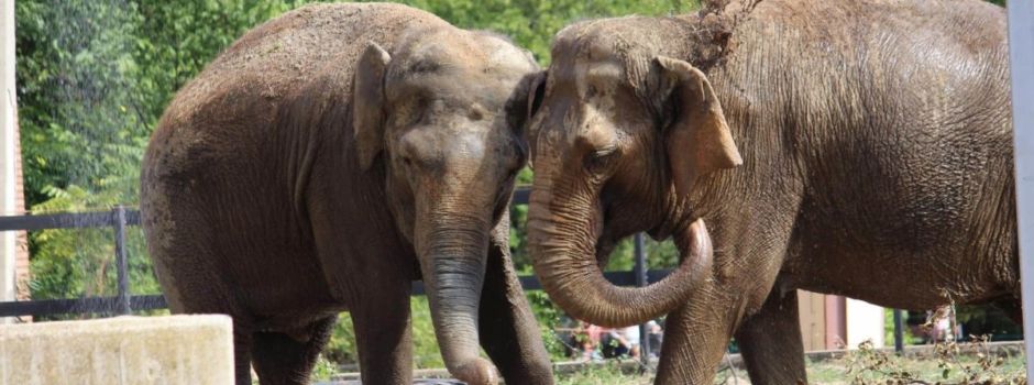 swa Zootag 2024: Tierischer Spaß für Groß und Klein