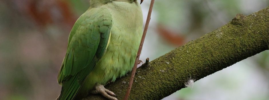 Seniorenausflug in den Vogelpark Walsrode am 28.09.2026
