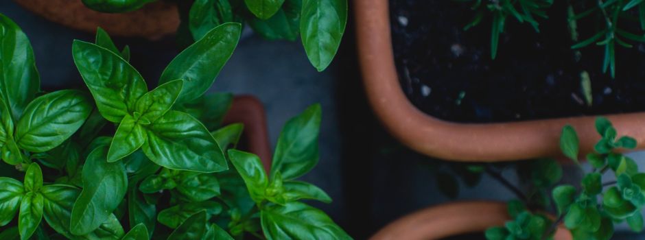 Für die Sommerküche: Frische Kräuter aus Augsburg