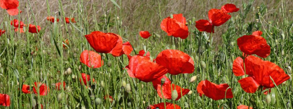 Gelb weicht Rot: Bunte Vielfalt der Niederkasseler Ackerflächen