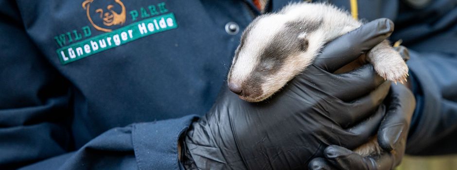 Dachsbabys läuten Jungtierzeit ein