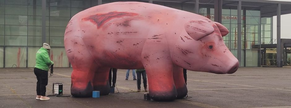 Wieso ein großes Schwein vor dem Mainzer Rathaus steht