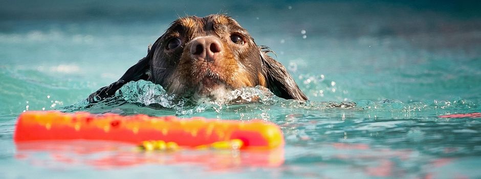 Abkühlung für Vierbeiner: Wo dein Hund in Augsburg baden darf