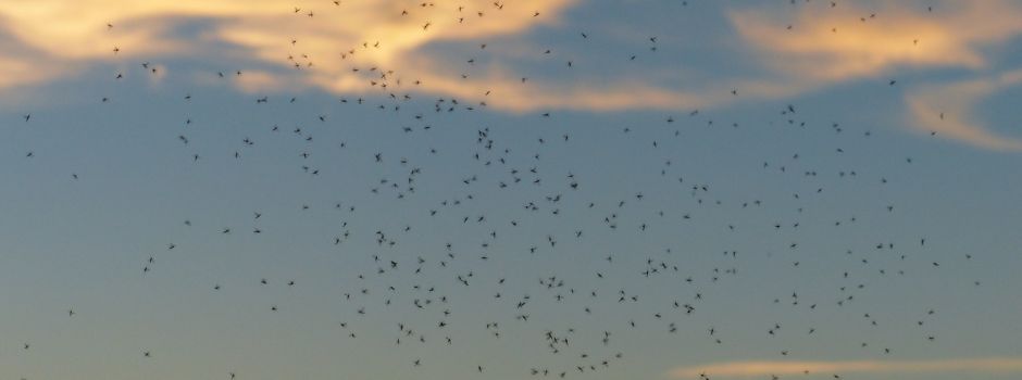 Löst das Hochwasser eine Mückenplage in Wiesbaden aus?