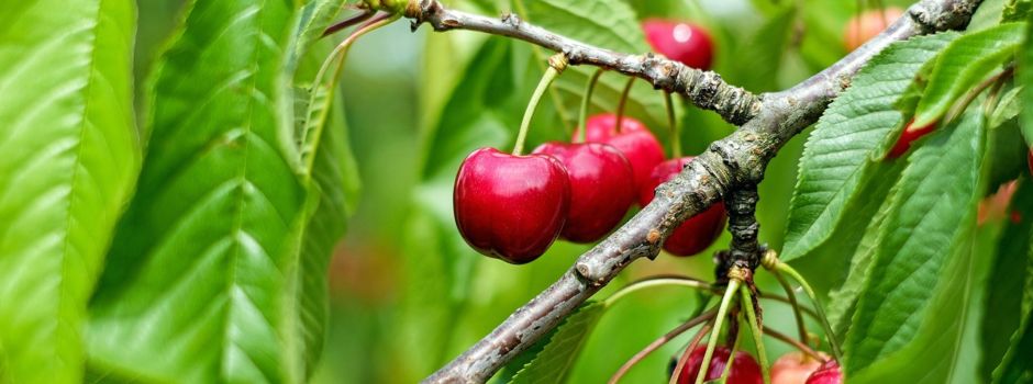 Mindestens 60 Kilo Kirschen weg: Riesen-Obstdiebstahl in Wiesbaden