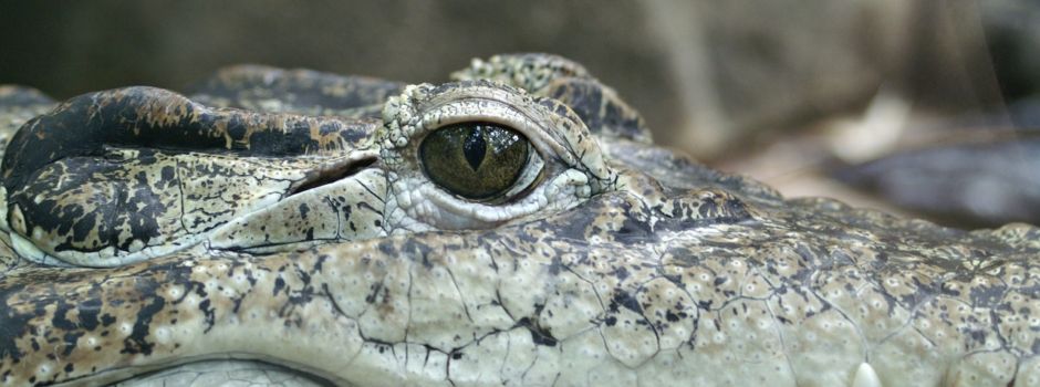 Krokodile sorgen für Polizei-Einsatz in Mainz