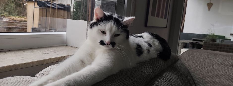 Kater Micky wird vermisst!